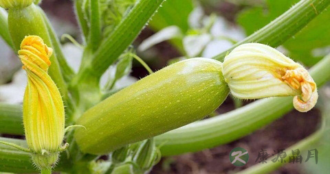 面西胡瓜的营养价值_吃面西胡瓜的好处 面西胡瓜的营养价值_吃面西胡瓜的好处