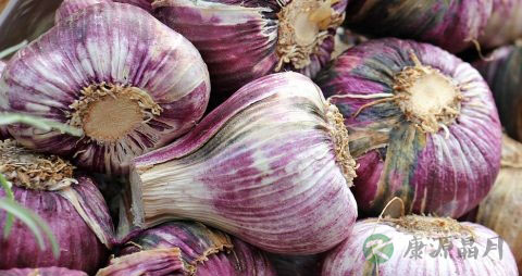 黑蒜与普通白蒜有何不同