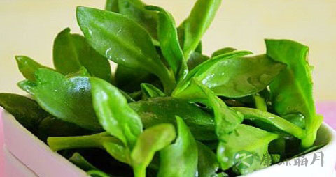 穿心莲的吃法_哪些人不能吃穿心莲 穿心莲的吃法_哪些人不能吃穿心莲