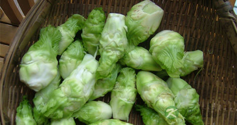 儿菜的吃法_哪些人不能吃儿菜