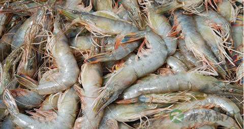 对虾的吃法_哪些人不能吃对虾