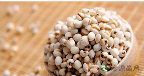 苡米的营养价值_吃苡米的好处