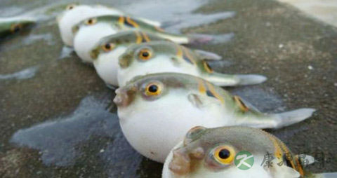 河豚的吃法_哪些人不能吃河豚