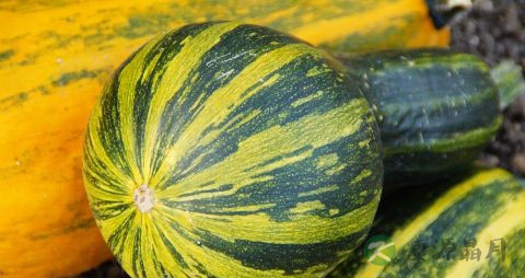 冬瓜和什么煲汤好 冬瓜和什么煲汤好