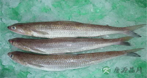 蛇鲻的营养价值_吃蛇鲻的好处