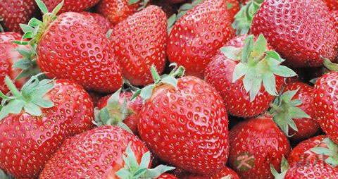 草莓是什么季节的