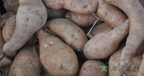 白薯的营养价值_吃白薯的好处