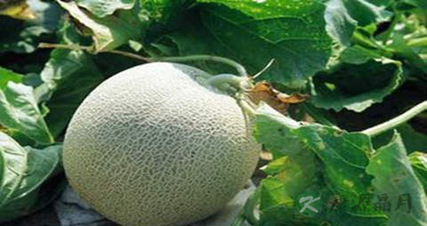 灵蜜瓜的营养价值_吃灵蜜瓜的好处