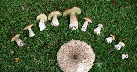 巴西蘑菇的营养价值_吃巴西蘑菇的好处