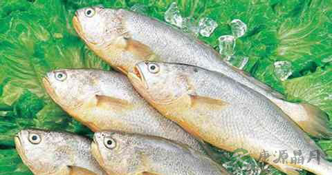 小黄花鱼的营养价值_吃小黄花鱼的好处