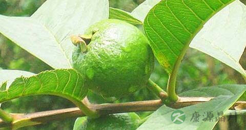 番石榴叶是番泻叶吗 番石榴叶是番泻叶吗