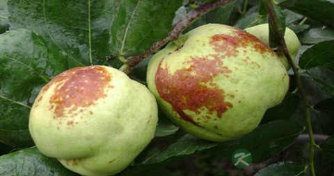 梨枣的吃法_哪些人不能吃梨枣 梨枣的吃法_哪些人不能吃梨枣