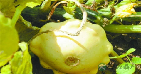 飞碟瓜的吃法_哪些人不能吃飞碟瓜