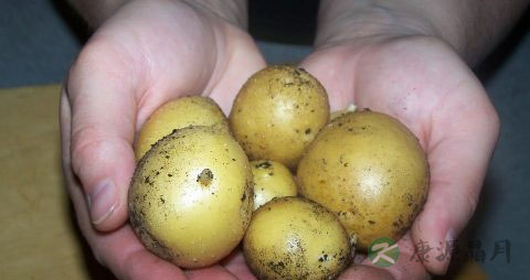 土豆丝为什么要泡水 土豆丝为什么要泡水