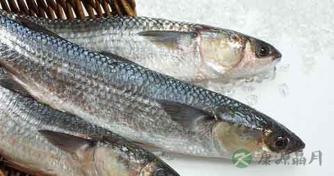 白眼棱鱼的营养价值_吃白眼棱鱼的好处 白眼棱鱼的营养价值_吃白眼棱鱼的好处