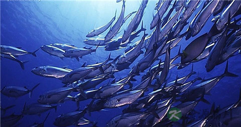 富含dha的深海鱼