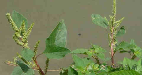 野苋菜的营养价值_吃野苋菜的好处