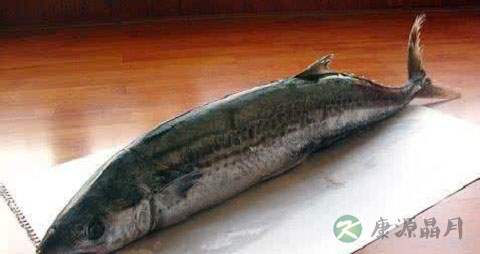 燕鲅鱼的营养价值_吃燕鲅鱼的好处 燕鲅鱼的营养价值_吃燕鲅鱼的好处