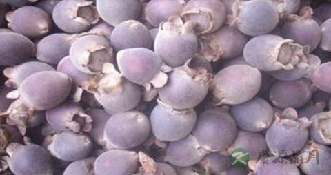 桃金娘的营养价值_吃桃金娘的好处