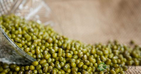 绿豆长虫了还能吃吗