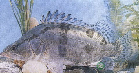 鳜鱼的吃法_哪些人不能吃鳜鱼