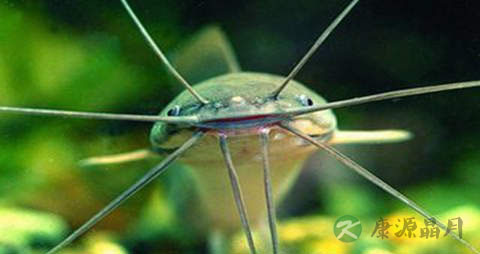 小姐鱼的营养价值_吃小姐鱼的好处