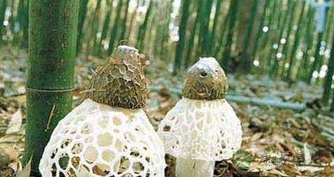 短裙竹荪的营养价值_吃短裙竹荪的好处