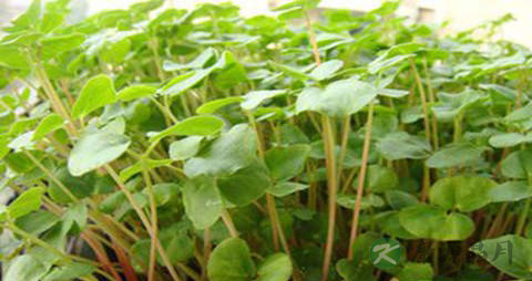 荞麦芽的营养价值_吃荞麦芽的好处