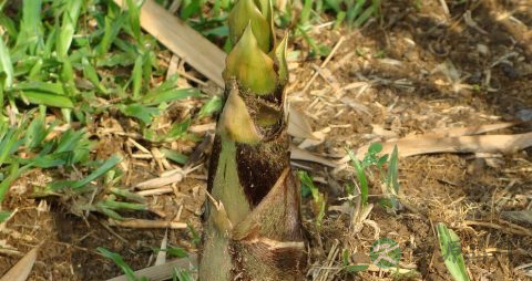 削皮的莴笋怎么保存