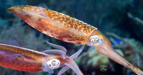 鱿鱼须的营养价值_吃鱿鱼须的好处