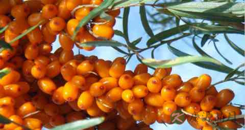 酸刺果的吃法_哪些人不能吃酸刺果