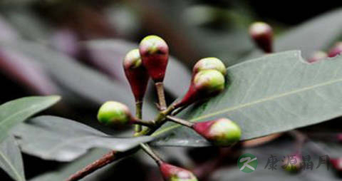 水蒲桃的吃法_哪些人不能吃水蒲桃
