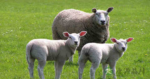 羊胆的吃法_哪些人不能吃羊胆