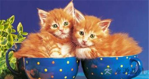 猫肉的营养价值_吃猫肉的好处