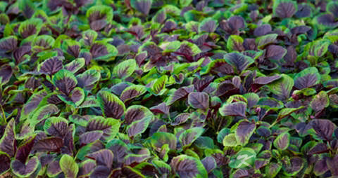 炒不熟的红苋菜能吃吗