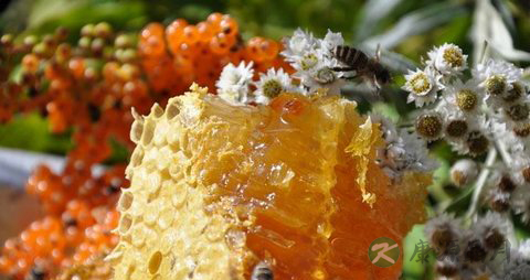 蜂王浆的营养价值_吃蜂王浆的好处