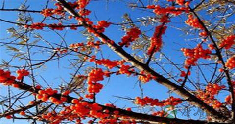 醋柳果的营养价值_吃醋柳果的好处