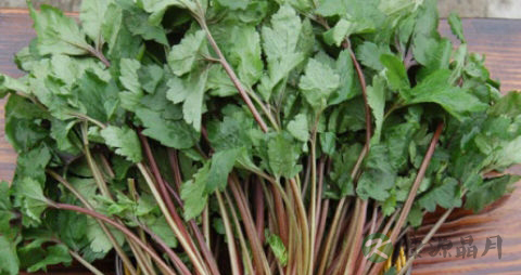 珍珠菜的营养价值_吃珍珠菜的好处