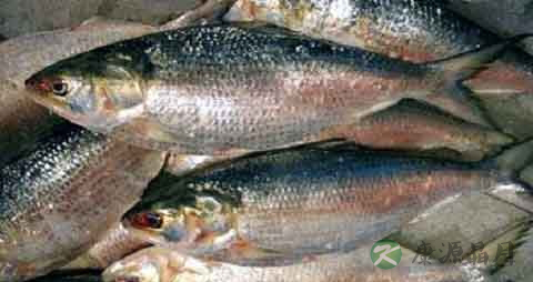 青皮鱼的营养价值_吃青皮鱼的好处 青皮鱼的营养价值_吃青皮鱼的好处