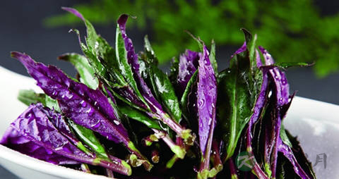 红背菜和紫色天葵有什么区别