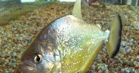 黄钻鱼的营养价值_吃黄钻鱼的好处