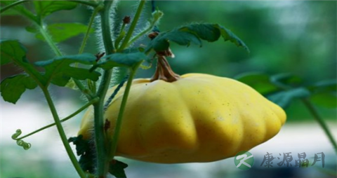 飞碟瓜的吃法_哪些人不能吃飞碟瓜