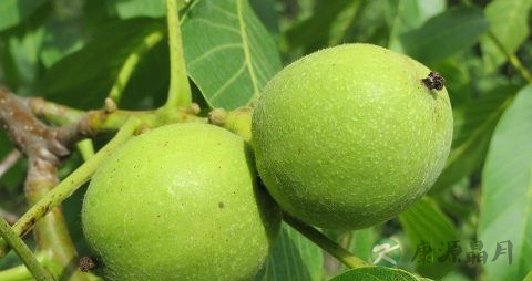 新鲜核桃是什么味道