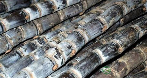 甘蔗怎么保存不会腐烂