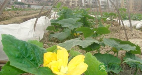 黑皮冬瓜的营养价值_吃黑皮冬瓜的好处