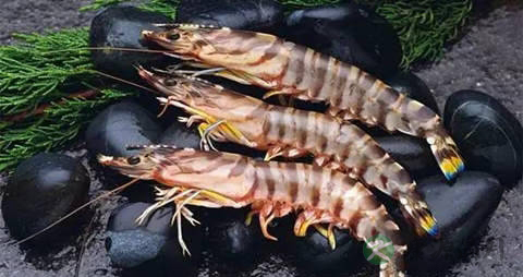 斑节对虾的营养价值_吃斑节对虾的好处