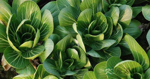 苔菜的吃法_哪些人不能吃苔菜