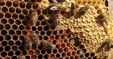 如何辨别真假蜂巢 如何辨别真假蜂巢