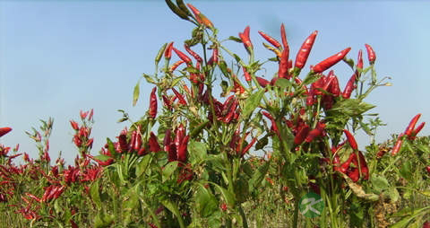 朝天椒的吃法_哪些人不能吃朝天椒