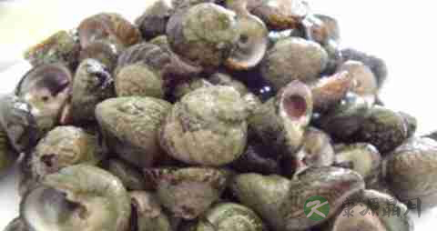 辣波螺的营养价值_吃辣波螺的好处